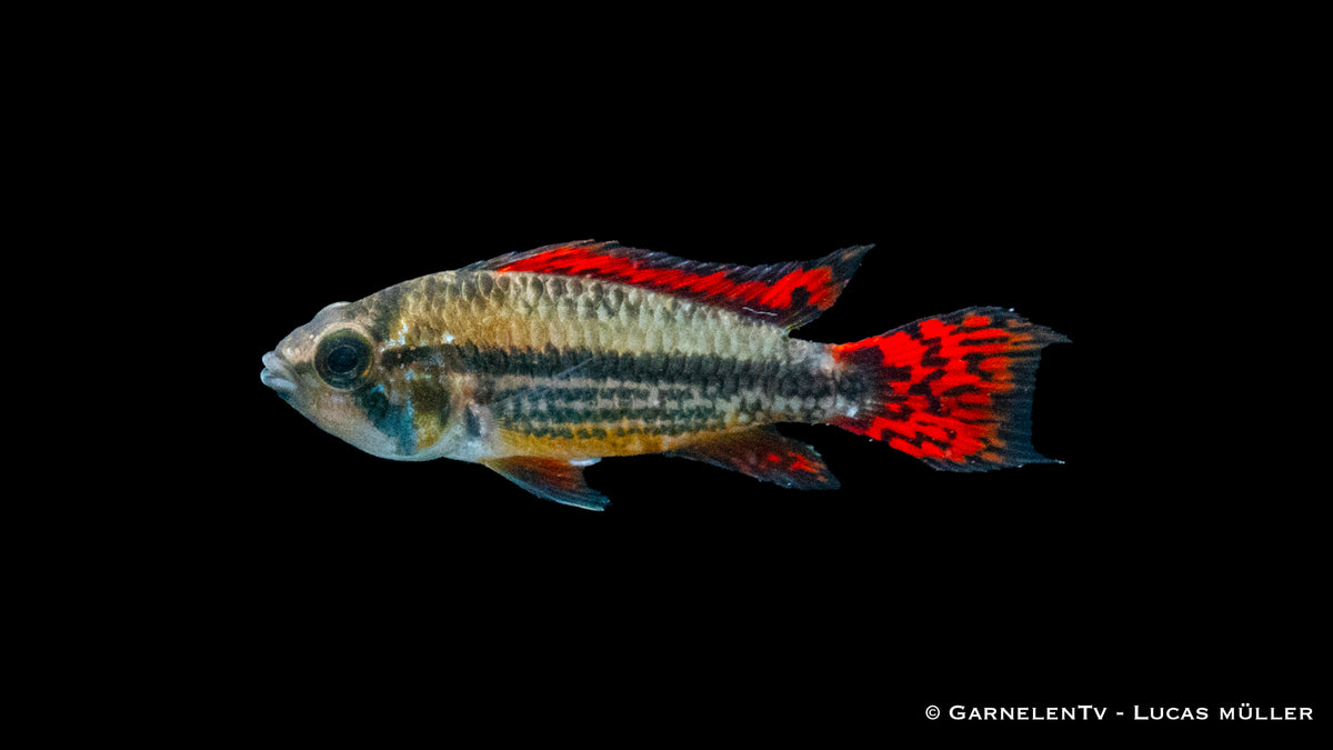 Kakaduzwergbuntbarsch &quot;extra rot&quot; Apistogramma cacatuoides Männchen