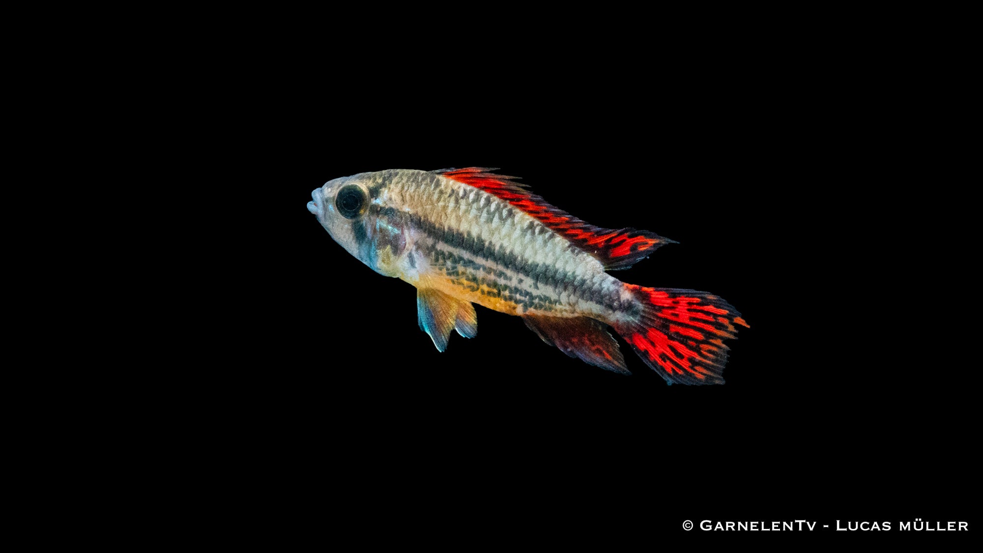 Kakaduzwergbuntbarsch "extra rot" Apistogramma cacatuoides Männchen