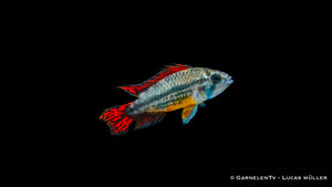  Apistogramma cacatuoides Männchen in leuchtendem Rot