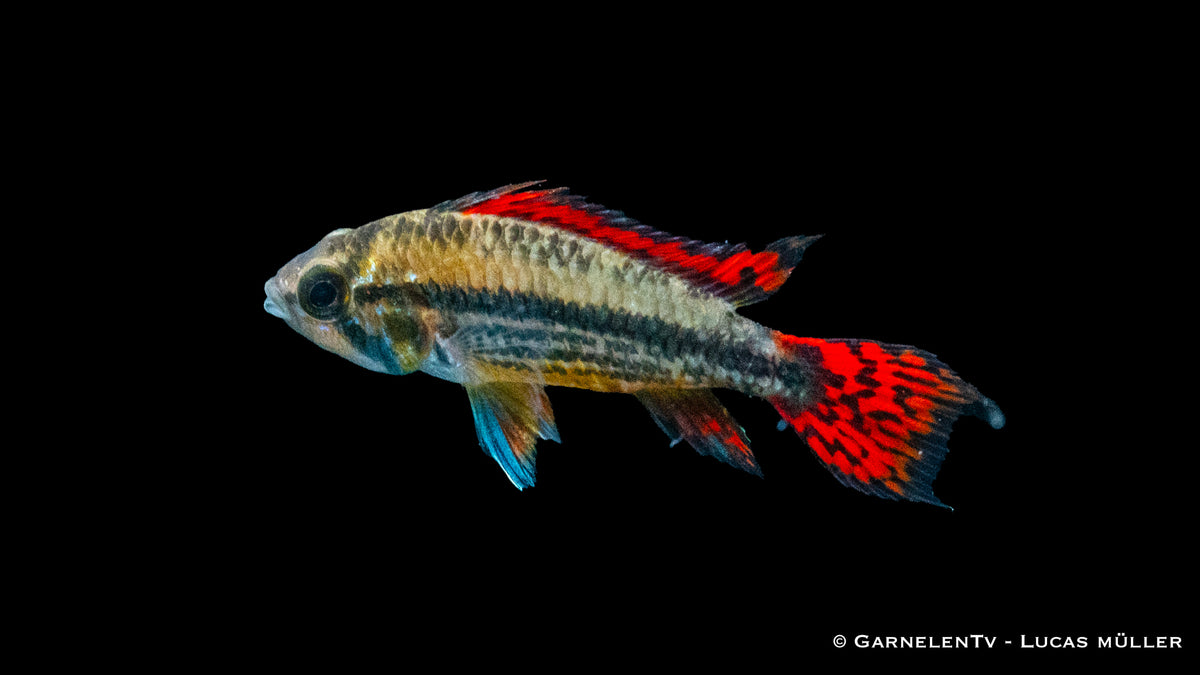 Farbintensiver Kakaduzwergbuntbarsch &quot;extra rot&quot; Apistogramma