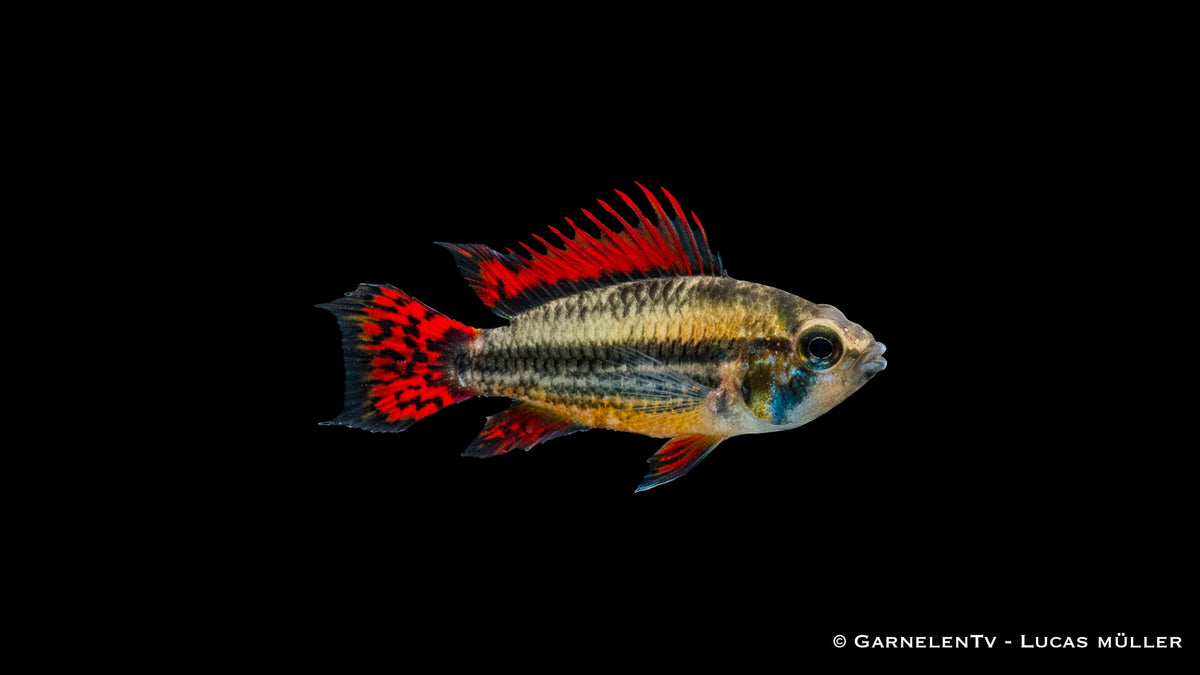 Kakaduzwergbuntbarsch "extra rot" - Apistogramma cacatuoides - Männchen (DNZ)