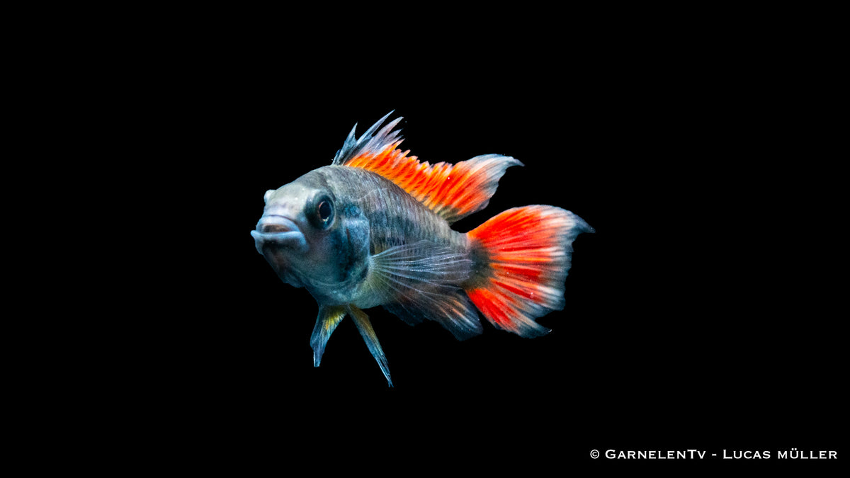 Kakaduzwergbuntbarsch &quot;orange&quot; - Apistogramma cacatuoides  (DNZ)