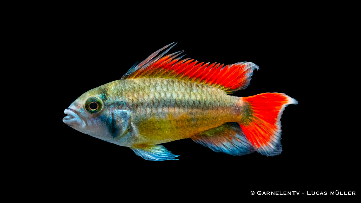 Kakaduzwergbuntbarsch &quot;orange&quot; - Apistogramma cacatuoides  (DNZ)