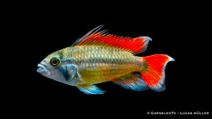Kakaduzwergbuntbarsch "orange" - Apistogramma cacatuoides  (DNZ)