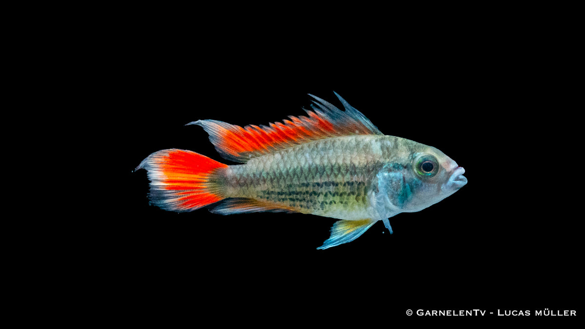 Kakaduzwergbuntbarsch &quot;orange&quot; - Apistogramma cacatuoides  (DNZ)