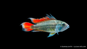 Kakaduzwergbuntbarsch "orange" - Apistogramma cacatuoides  (DNZ)