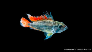 Kakaduzwergbuntbarsch "orange" - Apistogramma cacatuoides  (DNZ)