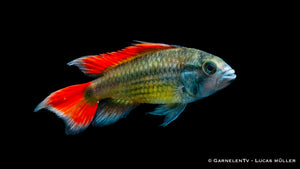 Kakaduzwergbuntbarsch "orange" - Apistogramma cacatuoides  (DNZ)