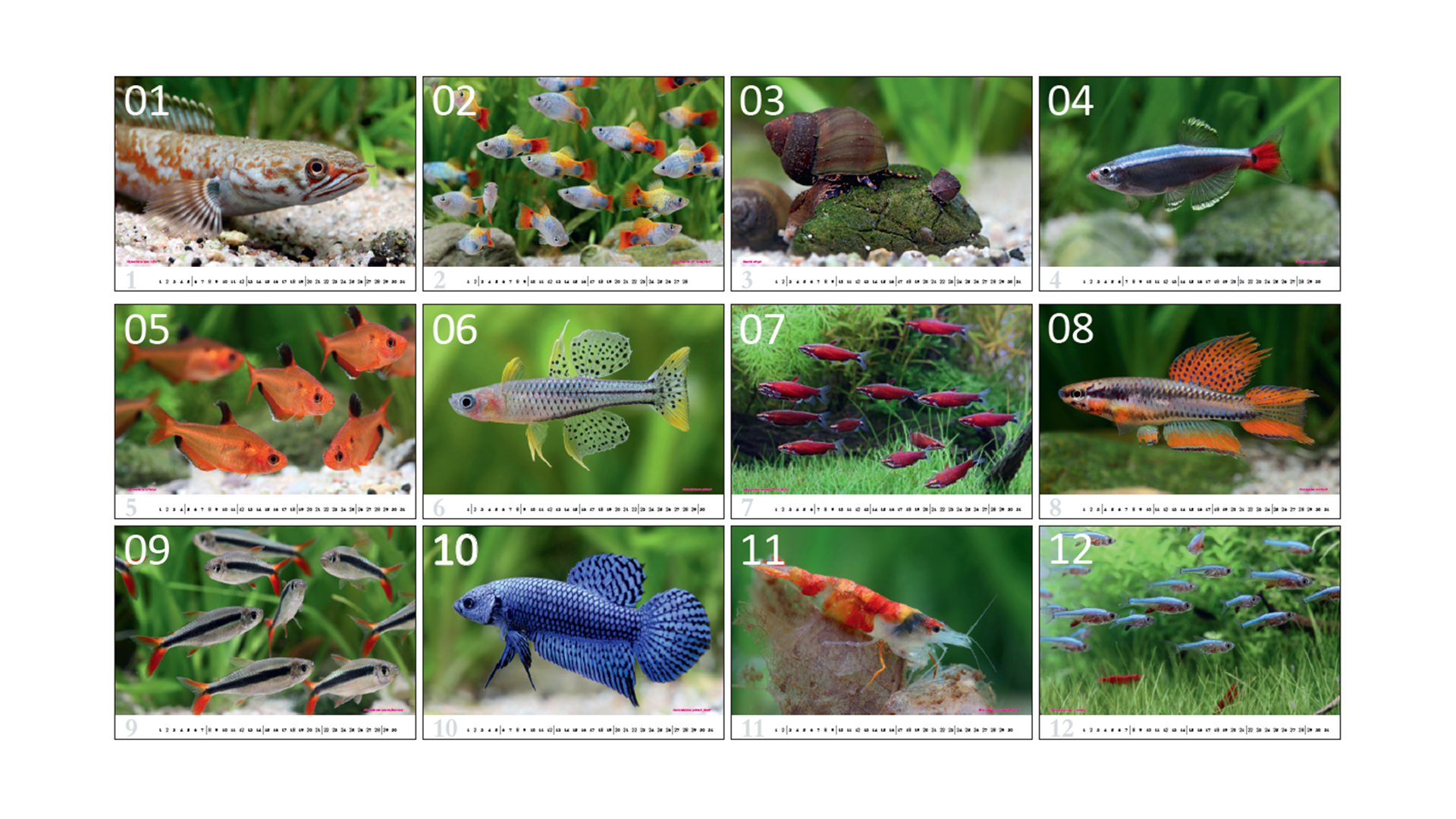 Aquaristik 2025 Kalender – Fische & Wirbellose von Chris Lukhaup