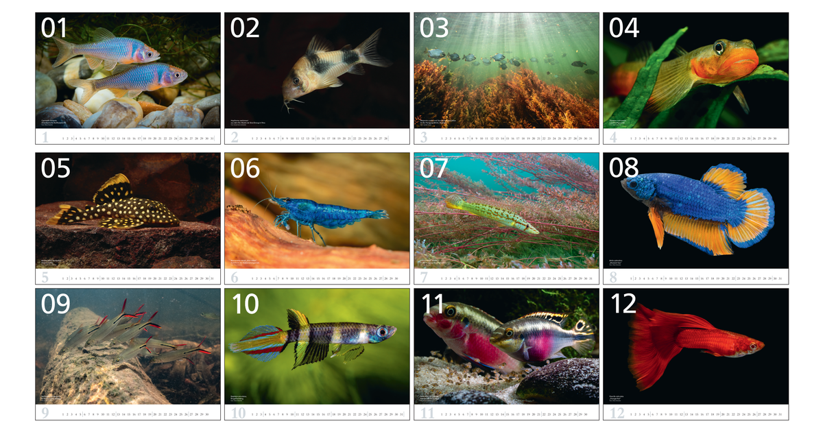 aquaristik Kalender 2027 Wandkalender Fische Wirbellose Daniel Konn-Vetterlein Dähne Verlag
