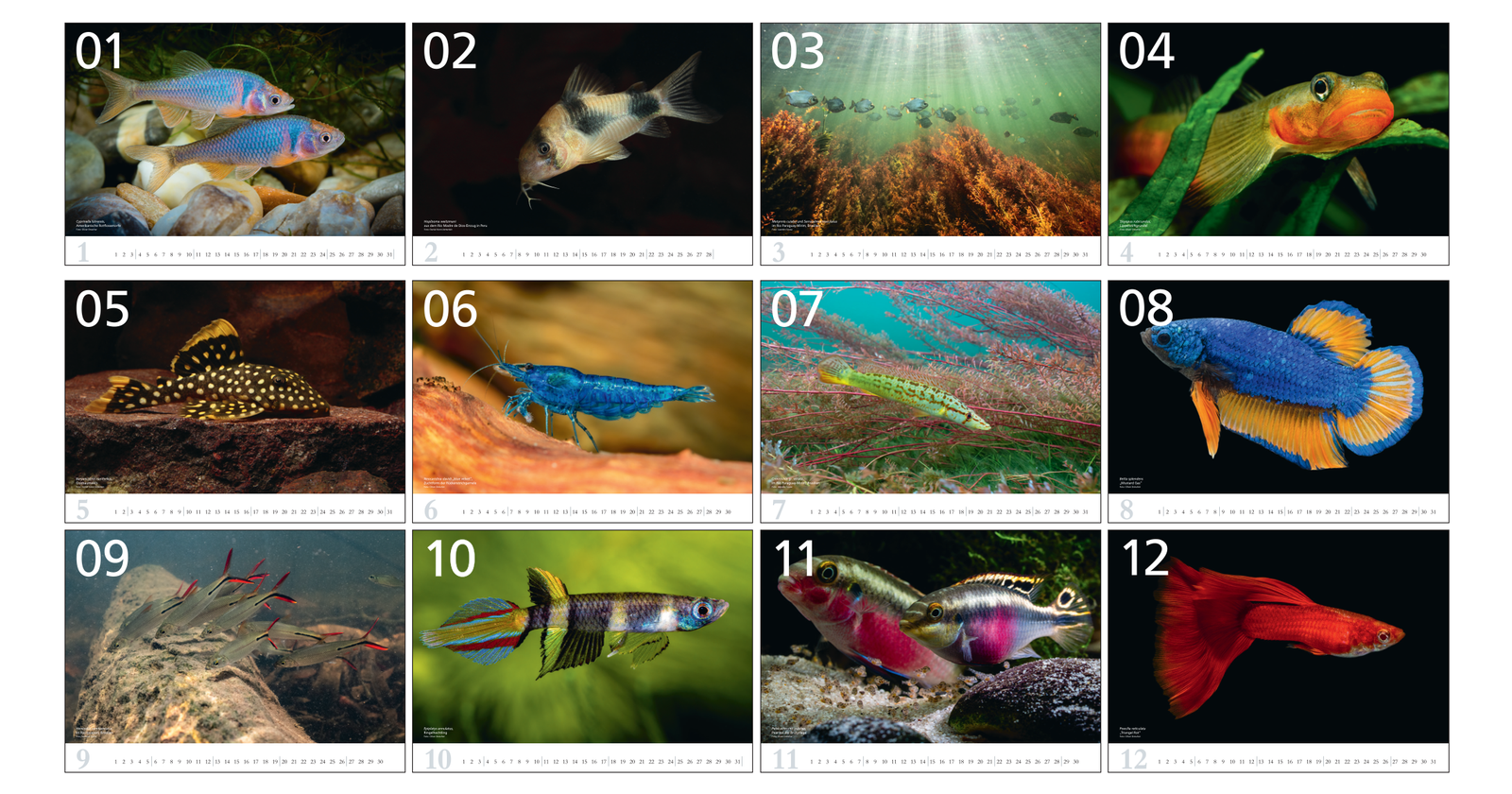 aquaristik Kalender 2027 Wandkalender Fische Wirbellose Daniel Konn-Vetterlein Dähne Verlag