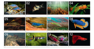 aquaristik Kalender 2027 Wandkalender Fische Wirbellose Daniel Konn-Vetterlein Dähne Verlag