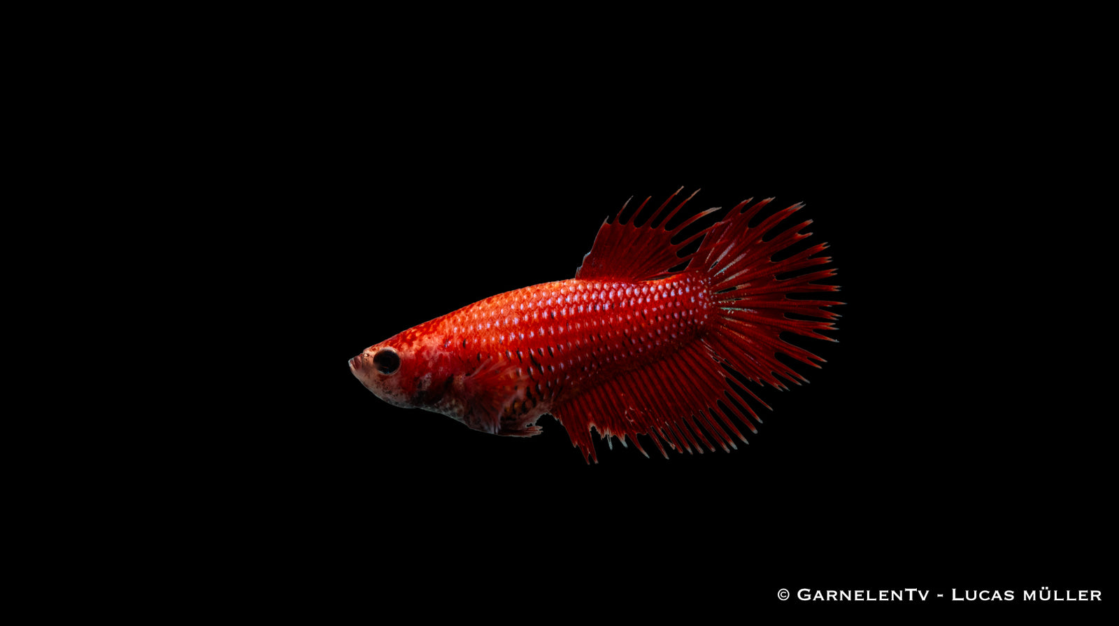 Kampffisch Weiblich Kammschwanz – leuchtende Farben im Aquarium