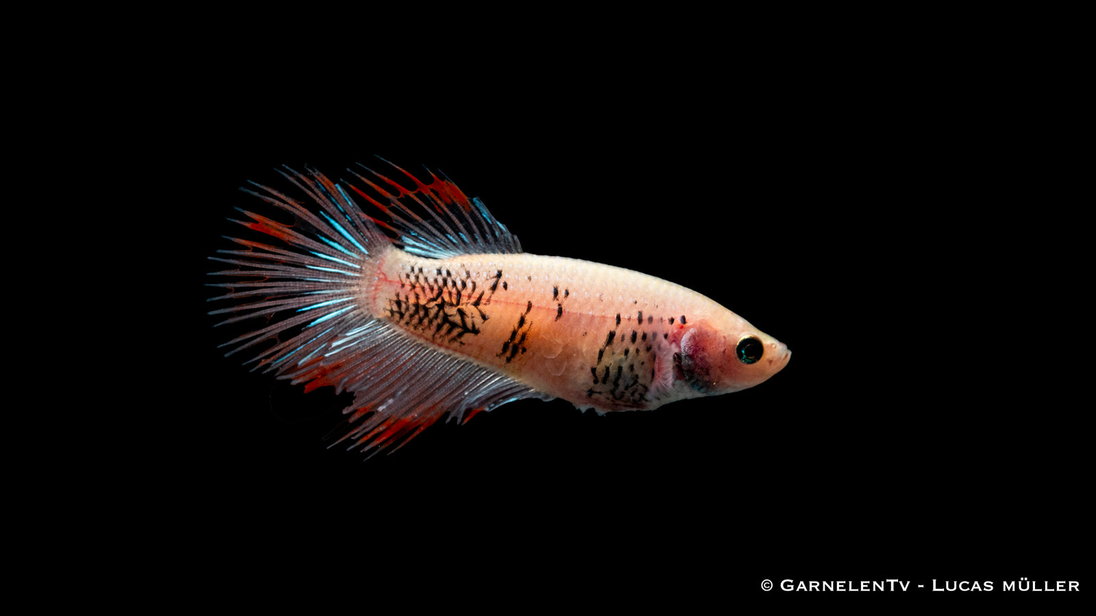 Kampffisch Weiblich Kammschwanz – leuchtende Farben im Aquarium