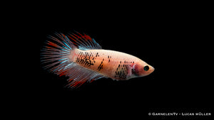 Kampffisch Weiblich Kammschwanz – leuchtende Farben im Aquarium