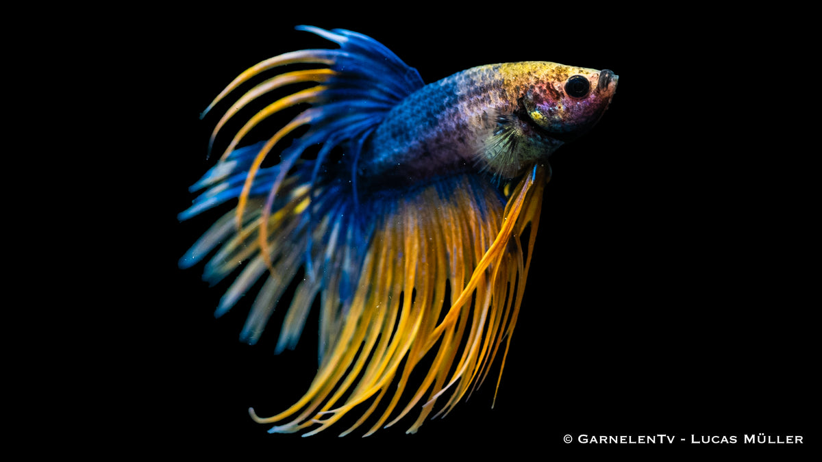 Kammschwanz Betta male showing off its majestic fins
