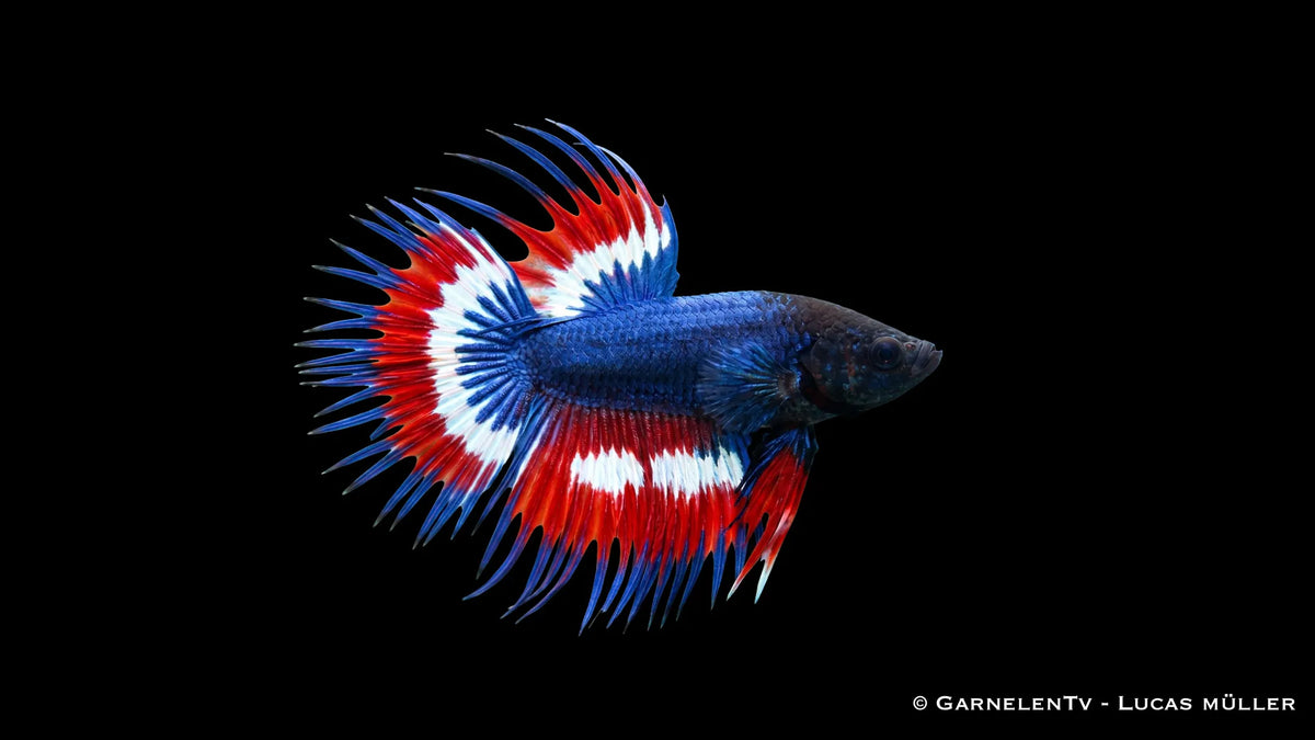 Männlicher Kampffisch Kammschwanz Thai Flagge Betta splendens mit roter, weißer und blauer Flossenfärbung im Süßwasseraquarium