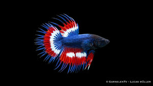 Männlicher Kampffisch Kammschwanz Thai Flagge Betta splendens mit roter, weißer und blauer Flossenfärbung im Süßwasseraquarium