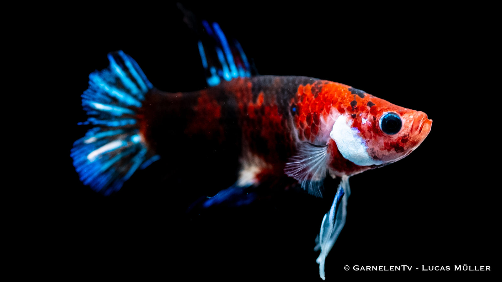 Star Koi Plakat Kampffisch mit leuchtenden Farben