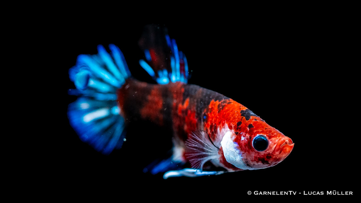 Betta splendens Star Koi Plakat in einem Aquarium