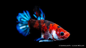Betta splendens Star Koi Plakat in einem Aquarium