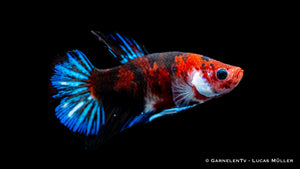 Betta splendens Kampffisch mit einzigartigen "Sternen"-Effekten