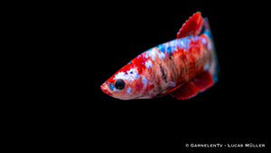 Betta splendens Koi Muster