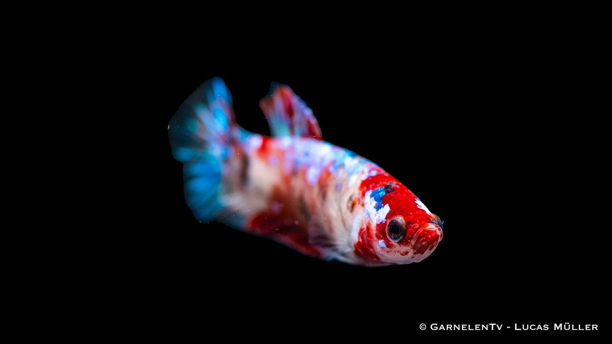 Koi Kampffisch Weiblich für Aquarien