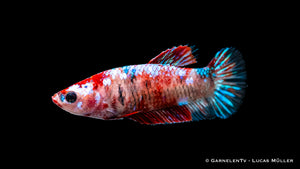 Wunderschöner Kampffisch Koi im Aquarium