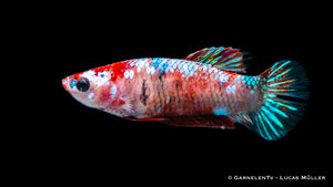 Betta splendens "Koi" für Aquarienhaltung