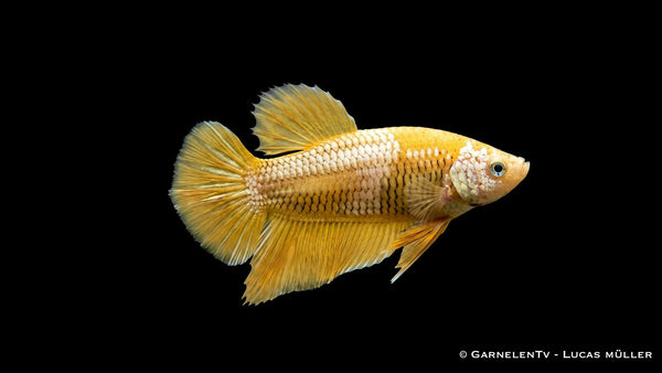 Kampffisch weiblich yellow dragon plakat - Betta splendens