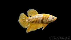Weiblicher Yellow Dragon Plakat Kampffisch Betta splendens mit gelber Körperfarbe, kompakter Flossenform und schimmernder Dragon Zeichnung im Aquarium