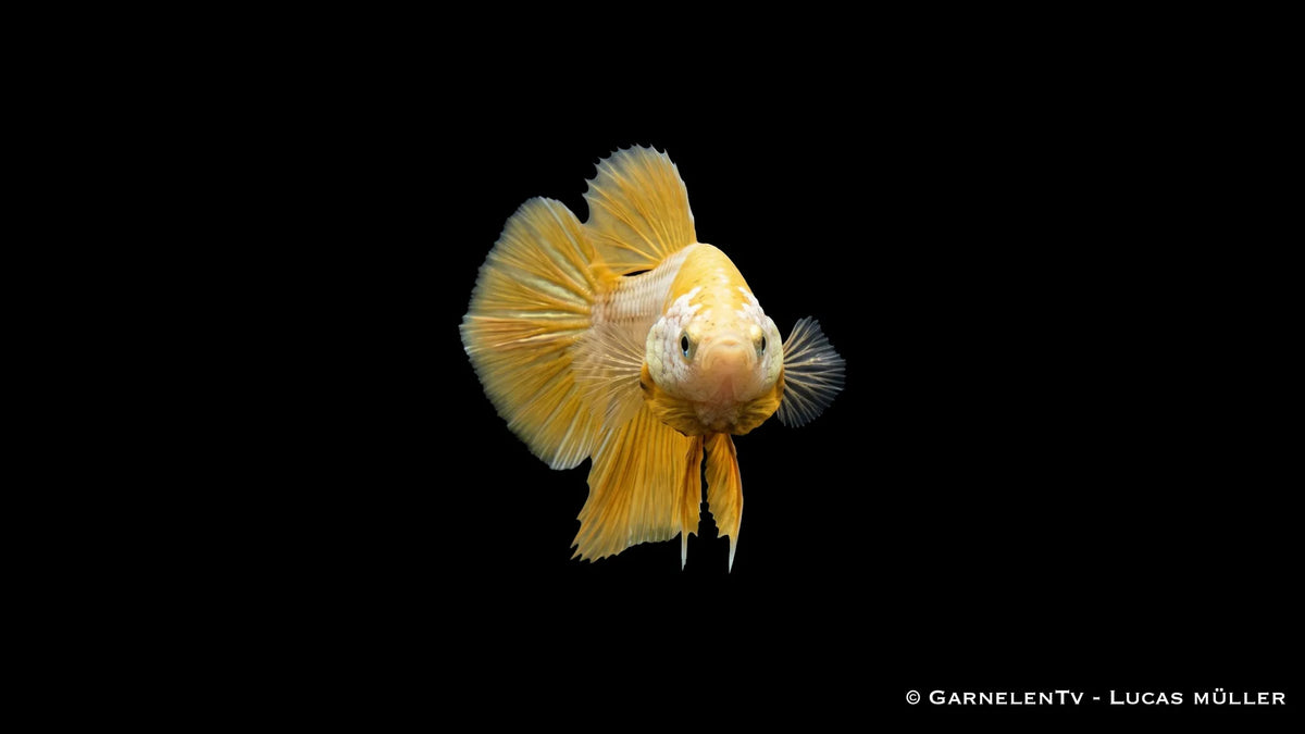 ampffisch Weibchen Yellow Dragon Plakat im Aquarium mit metallischem Schuppenmuster, leuchtender Färbung