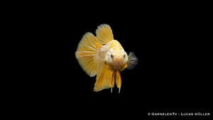 ampffisch Weibchen Yellow Dragon Plakat im Aquarium mit metallischem Schuppenmuster, leuchtender Färbung