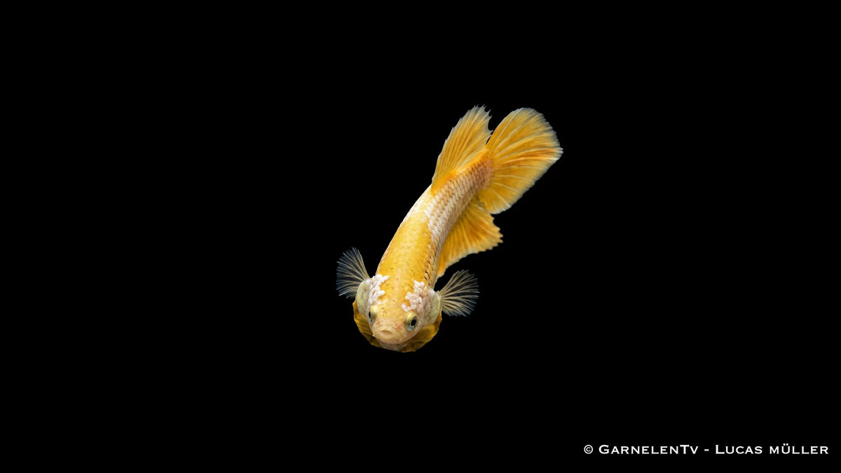 Betta splendens Yellow Dragon Plakat als weiblicher Kampffisch mit kräftigem Gelbton, kurzer Schwanzflosse und eleganter Körperform im Süßwasseraquarium