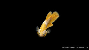 Betta splendens Yellow Dragon Plakat als weiblicher Kampffisch mit kräftigem Gelbton, kurzer Schwanzflosse und eleganter Körperform im Süßwasseraquarium
