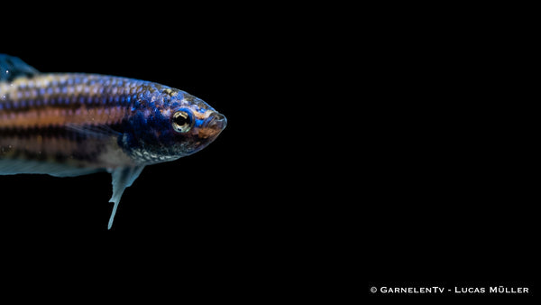 Kampffisch Hybrid Alien weiblich - Betta sp.