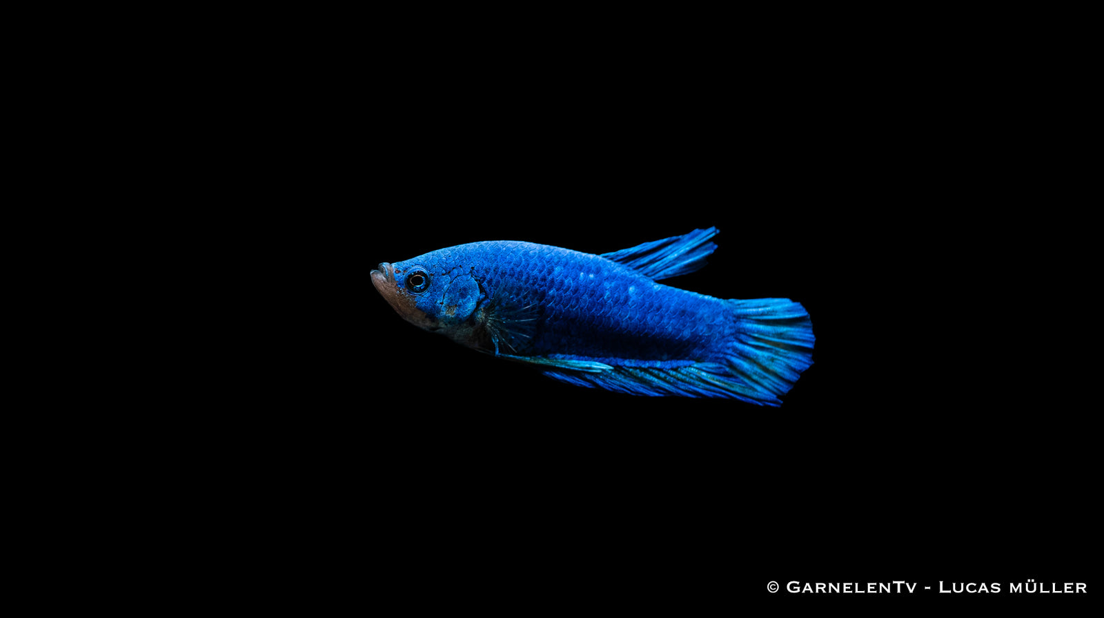 Kampffisch Männlich Plakat – Betta splendens