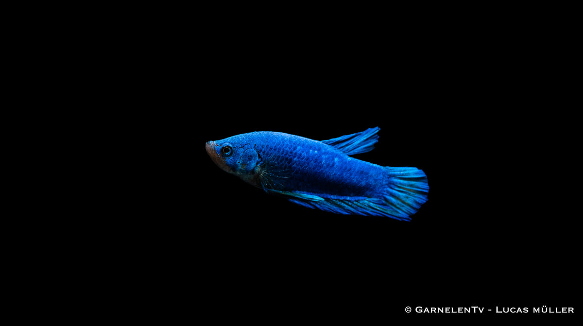 Plakat Betta splendens mit kurzen Flossen