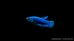 Plakat Betta splendens mit kurzen Flossen