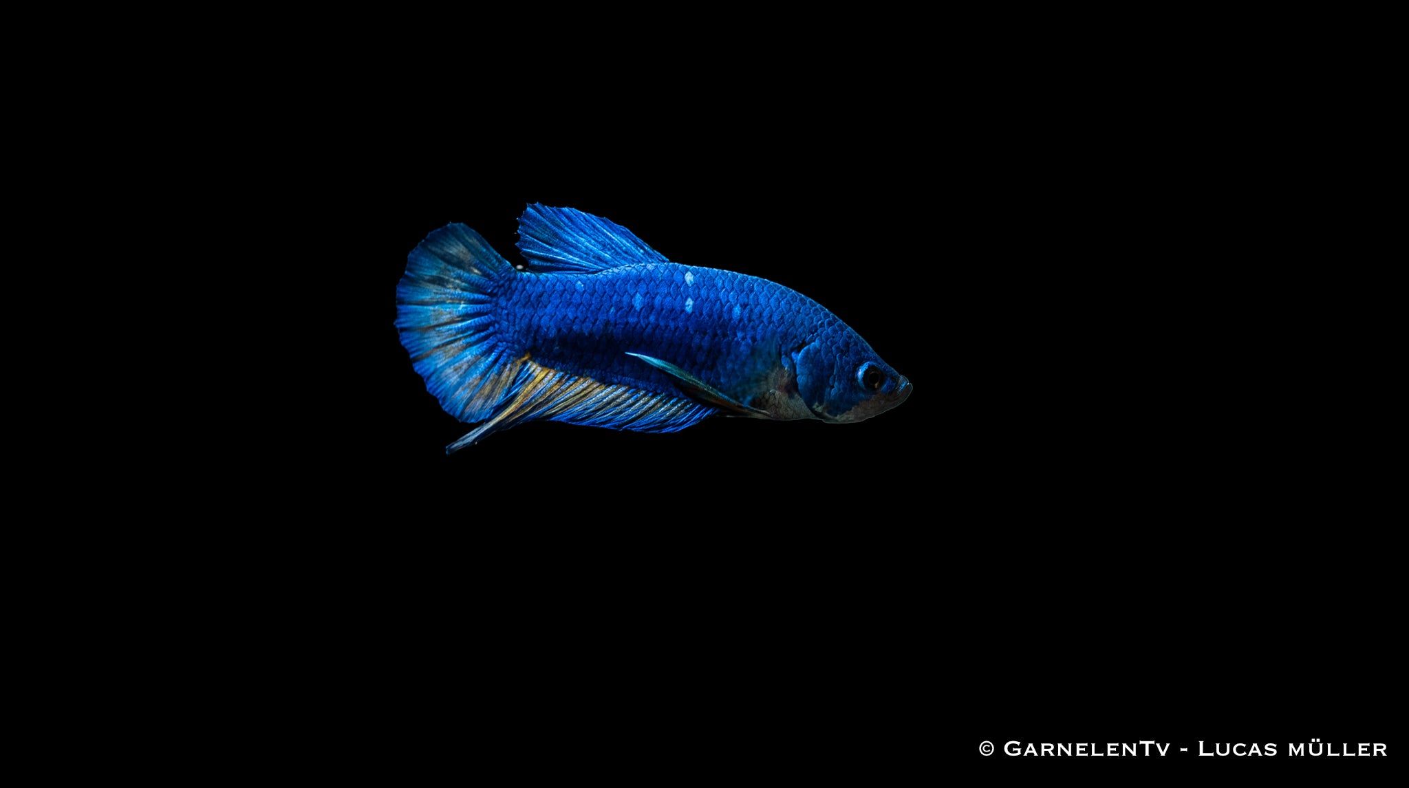 Kampffisch Männlich Plakat  - Betta splendens