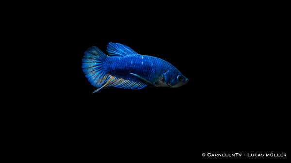 Kampffisch Männlich Plakat  - Betta splendens