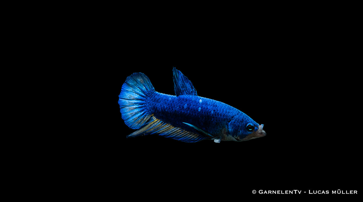 Farbenfroher Plakat Betta splendens im Aquarium