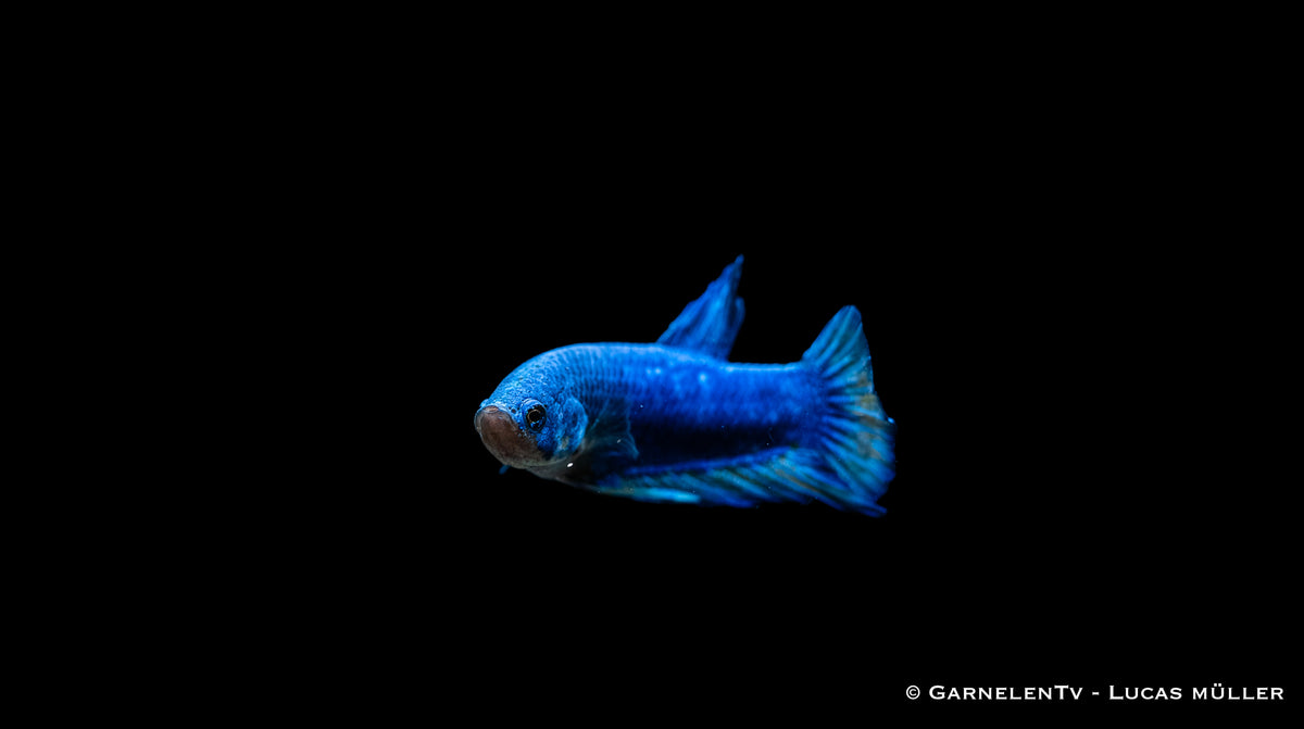 Männlicher Betta splendens Plakat von der Seite