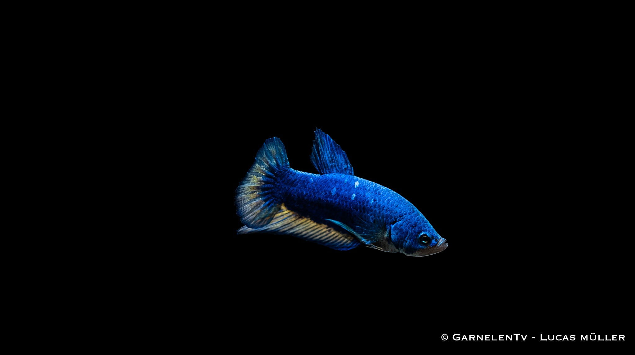 Kampffisch Männlich Plakat  - Betta splendens