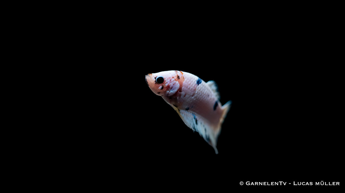 Plakat Betta splendens in ruhigem Wasser