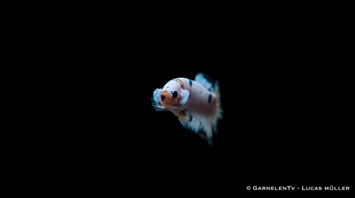 Haltung eines Plakat Betta splendens
