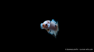 Haltung eines Plakat Betta splendens
