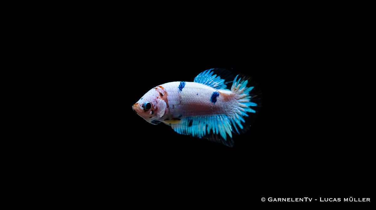 Männlicher Betta splendens Plakat in Bewegung