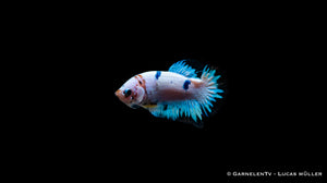 Männlicher Betta splendens Plakat in Bewegung